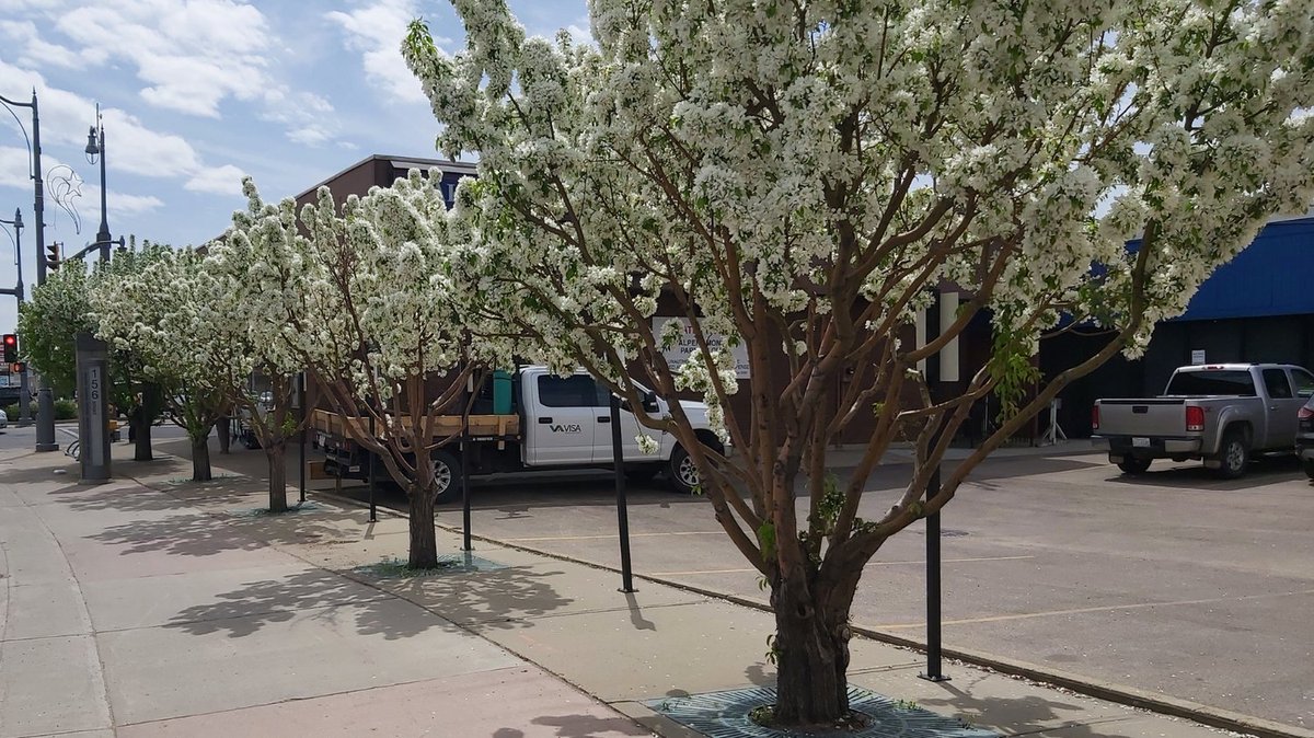 StonyPlainRoad's tweet photo. Don't forget to stop and smell the flowers!
#sprba #stonyplainroad #neighborhood #blossums #flowers https://t.co/J1NqbCIGIW