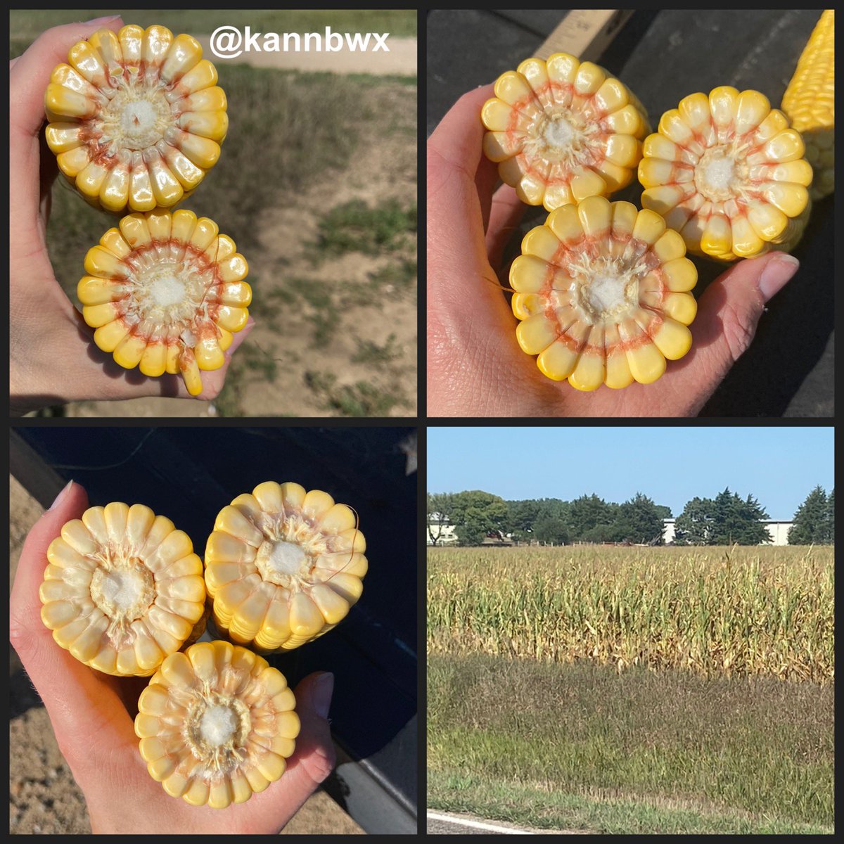 The average yield of these six #corn fields is 133 bu/acre. Northeast Nebraska - Knox, Pierce, Cedar, Wayne, Madison counties. Average #pftour22 yields in this area last year 182, 3yr avg 175, so it's not good here.