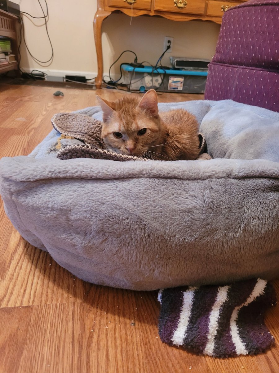 lynnslagle42's tweet photo. My reaction when moms said it was bath day. Maybe she will forget, I hope so. I'm going to shrink down in my bed and hope she won't see me because I'm a small boi #cerebellarhypoplasia #chlove #wobblykitty #chkitty #bathtimemonday #whatalook #hatesbathmonday #nomoms #invisableboi https://t.co/Zt5KimRA7p
