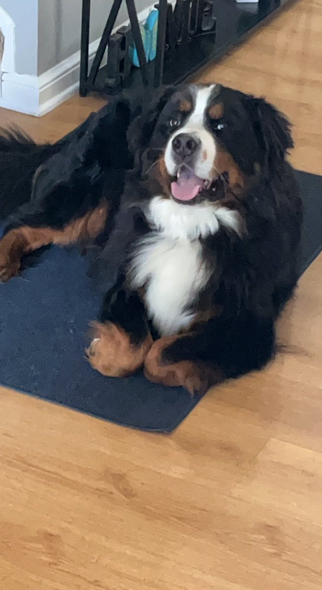 bwheating's tweet photo. @dog_rates #pawcurl https://t.co/riNnvByH75