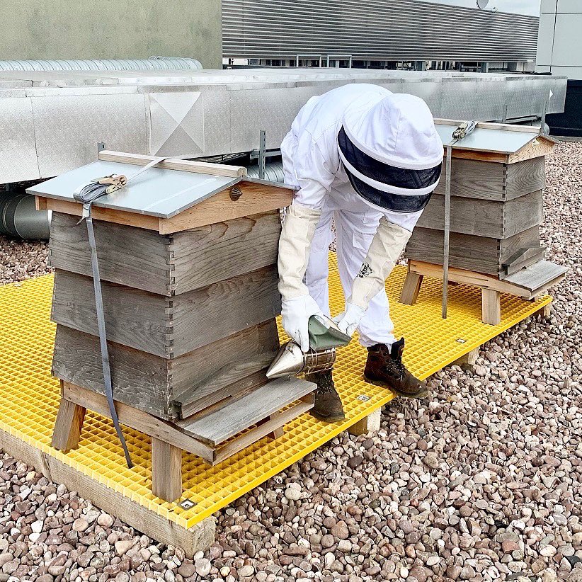 TheSoapworks's tweet image. 𝕋𝕙𝕖𝕣𝕖’𝕤 𝕒 𝕟𝕖𝕨 ℚ𝕦𝕖𝕖𝕟 𝕠𝕟 𝕥𝕙𝕖 𝕓𝕝𝕠𝕔𝕜; 𝕥𝕠 𝕓𝕖𝕖 𝕠𝕣 𝕟𝕠𝕥 𝕥𝕠 𝕓𝕖𝕖, 𝕥𝕙𝕒𝕥 𝕚𝕤 𝕥𝕙𝕖 𝕢𝕦𝕖𝕤𝕥𝕚𝕠𝕟 🐝

#BeeKnees #Bee #BeeKeeping #Honey #RoofTop #ManchesterBee