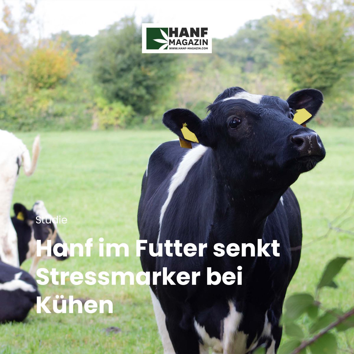 hanfmagazin's tweet photo. In einer Studie wurde nun aufgezeigt, dass Kühe, die zu ihrem Futter zusätzlich Industriehanf erhielten, einen gesenkten Stressmarker vorweisen konnten.
➡️ https://t.co/EYg1ZGQzhz
#hanfmagazin #studie cannabisforschung #cannabisstudie #kühe #tierfutter #hanffutter https://t.co/ymqqh0OVVP