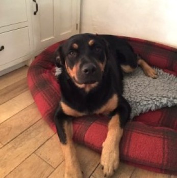 MissingPetsGB's tweet photo. ππFIN & FRITZIE are #missing from Ardross #IV17 #Scotland since
Sunday 21 August 2022 after escaping owner.
They were last seen 2.15pm nr Millcraig Farm
Fritzie is a female spayed rottie https://t.co/BfCCGLDdYK
Fin is a grey/sable male. Romanian rescues.
https://t.co/EpsmUHpQ8m https://t.co/zBJKqFe62m