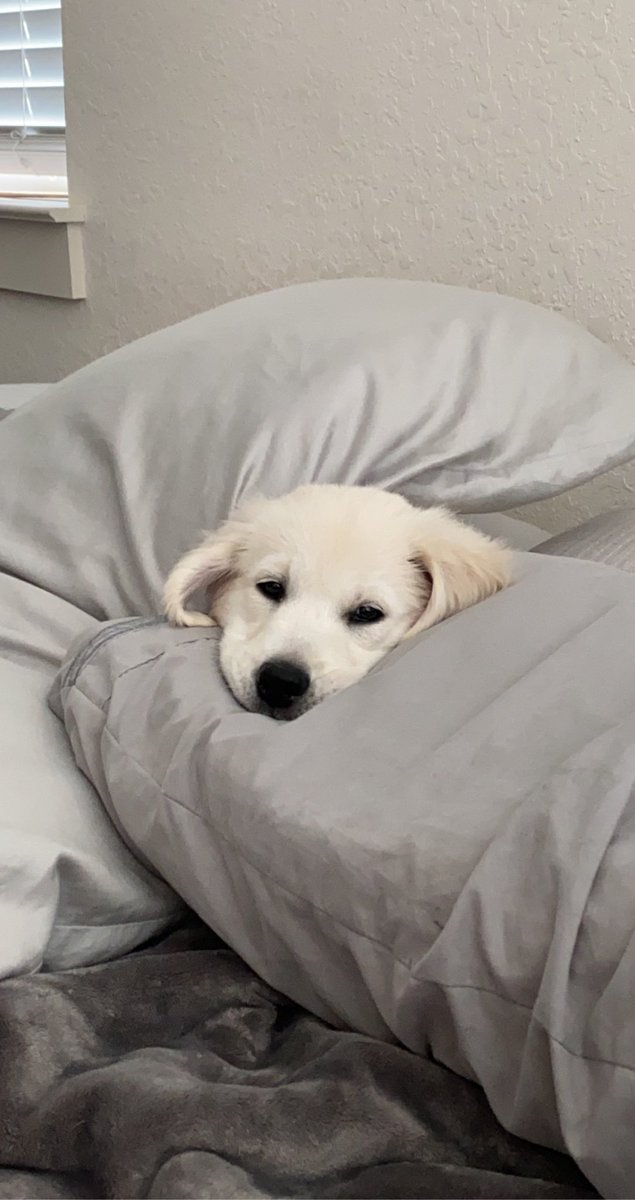 cocotaylorr's tweet photo. My new obsession. https://t.co/3luchJleox