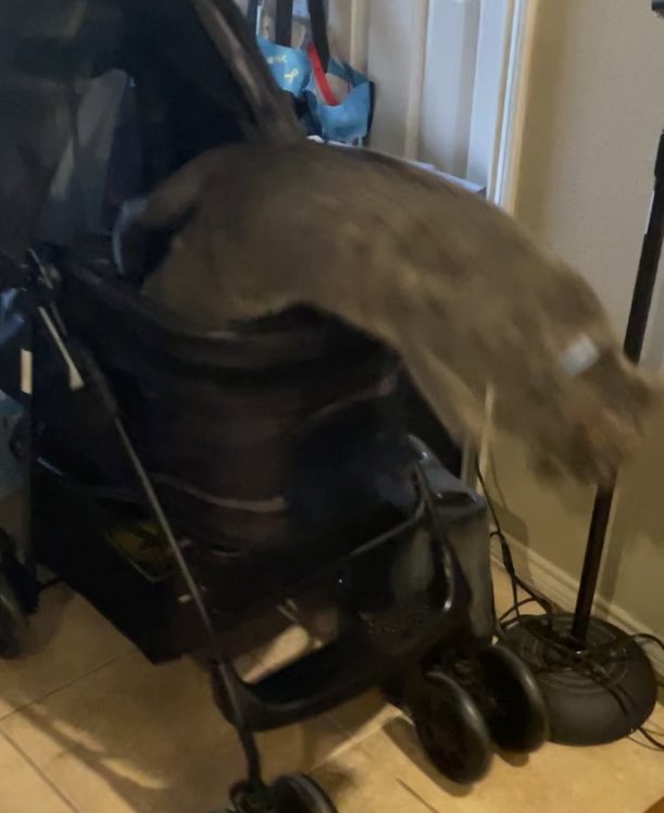 EpicLaLaGirl's tweet photo. Smokey in a stroller...
a story in 4 pictures #KnightCorpsPets #Cat https://t.co/2yoyhFwH9c