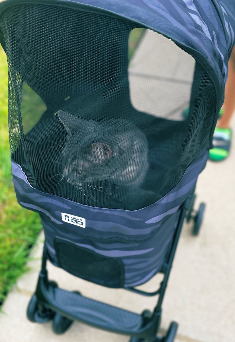 EpicLaLaGirl's tweet photo. Smokey in a stroller...
a story in 4 pictures #KnightCorpsPets #Cat https://t.co/2yoyhFwH9c