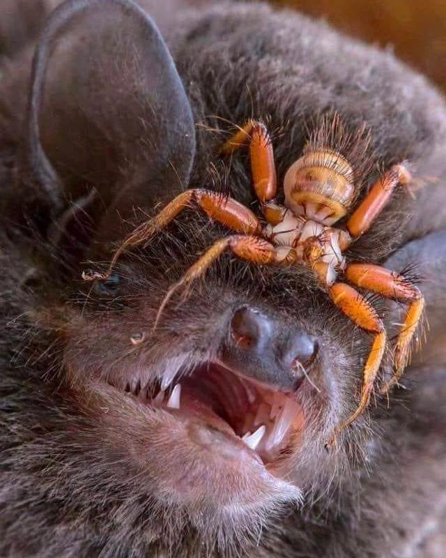 Aquí podemos observar a un peculiar parásito hematófago (es decir, que se alimenta de sangre), cuya apariencia recuerda a los arácnidos, pero que en realidad es una "mosca" perteneciente a la familia Nycteribiidae

La imagen fue capturada por el biólogo entomólogo Piotr Naskrecki