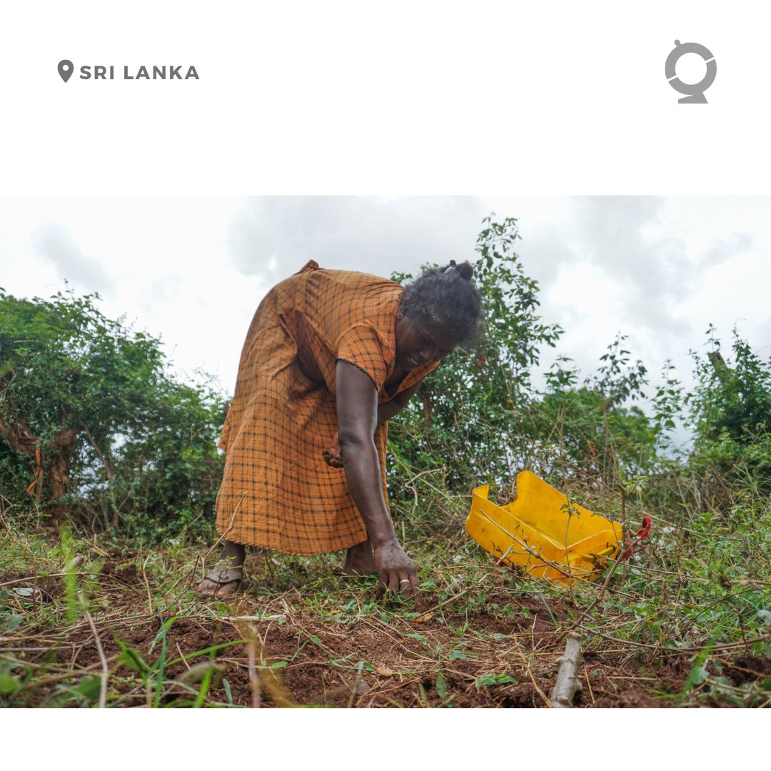 Due to inflation and the Sri Lanka economic crisis, this woman is cultivating her own crops to ease food shortages in Cheddikulam.
📸: <a href="/indrakularasa/">Thayalini Indrakularasa</a>, GPJ #SriLanka. See new photos: link in bio.
#photooftheday #KnowYourWorld