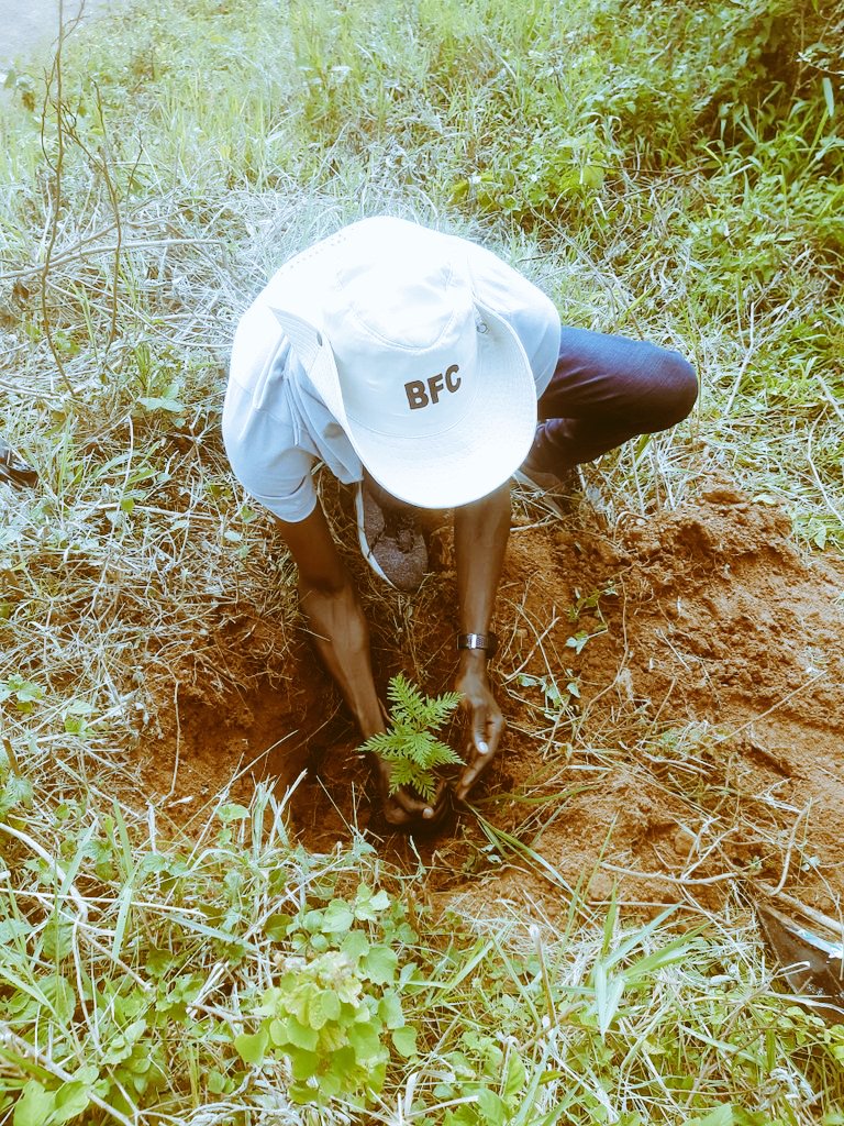 In Africa, our farming systems involved agroforestry including boundary tree planting; intercropping with trees and shade until monocropping took over. We can still do agroforestry. Plant a tree.
#ClimateAction #ClimateConversation #Forestry #PlantATree #climate