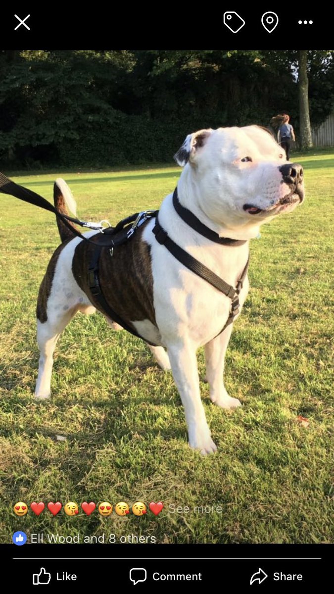 <a href="/greendogvilla/">greendogvilla</a> <a href="/Staffie_Lovers/">🐶🐾#DontBullyMyBreed🐾🐶</a> <a href="/Rosie5278/">🇺🇦 🌻 Sweet Staffy Valla ❤️🐶❤️</a> <a href="/ladydobe1/">Geri Marie</a> @VickyCrea <a href="/Kezkezbezbezomg/">Miss Bella Kisses 💋🐶</a> <a href="/rjanegibbons82/">Becca 🇬🇧🇺🇸</a> <a href="/JulesAllenxx/">Baby Frank & his teddy, Edward 🧸🏴󠁧󠁢󠁷󠁬󠁳󠁿</a> <a href="/FinchAliyah/">Aliyah Finch</a> <a href="/suesnafu_susan/">susan crossley (parody)🏴󠁧󠁢󠁷󠁬󠁳󠁿</a> <a href="/IStaffies/">We Love Staffies</a> <a href="/SeniorStaffy/">Senior Staffy Club Dog Rescue</a> <a href="/pitbullsad/">Pit Bulls Against Discrimination</a> <a href="/Staffydownunder/">Staffy Down Under</a> <a href="/camillabarker/">Dr Camilla Darling</a> @staffizmir <a href="/StaffyDognCo/">Staffy Dog n Co</a> <a href="/Staffy_hub/">hub</a> <a href="/STAFFYBULLCLUB/">STAFFY BULL CLUB UK</a> Fantastic breed 🥰 love my boy blue
