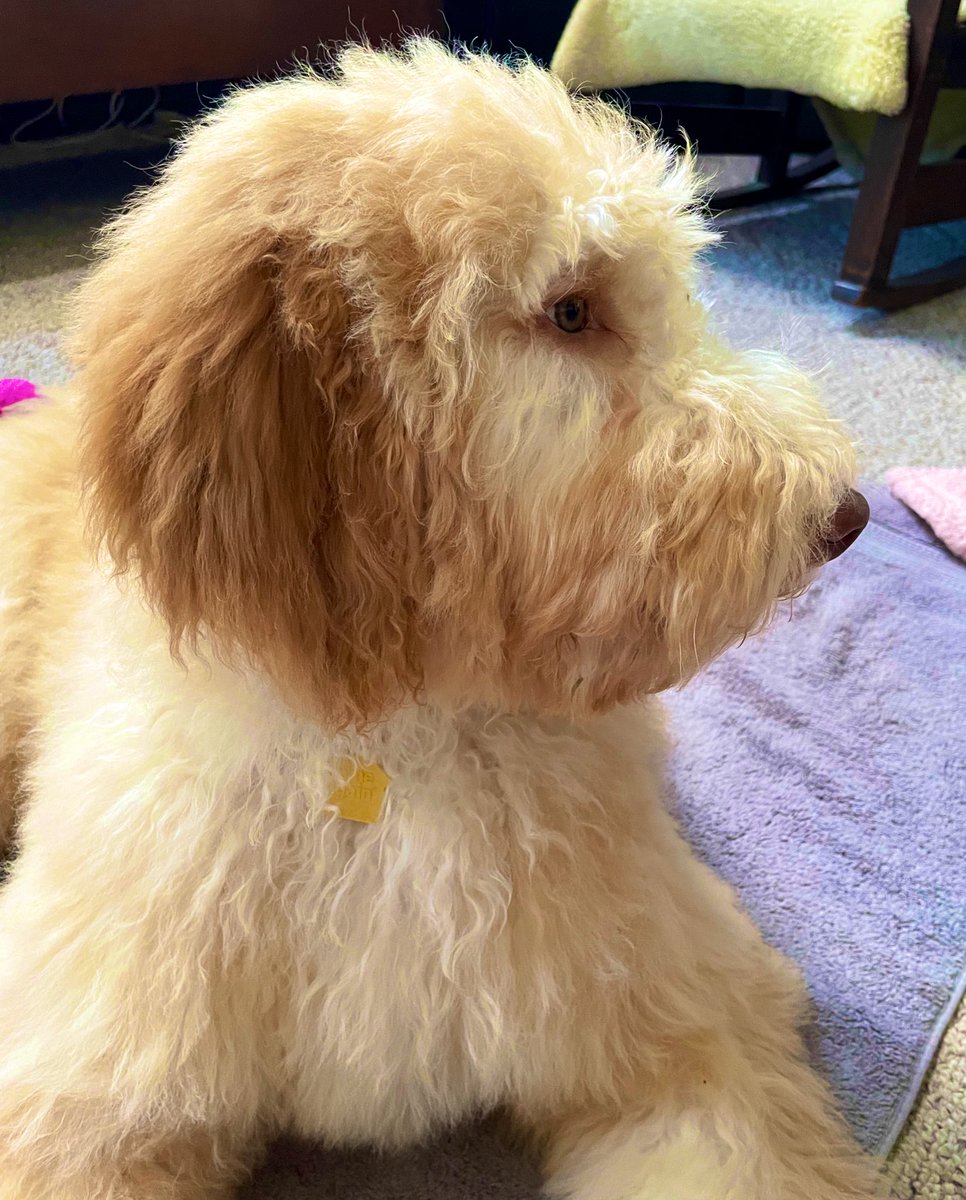 LoreleiEllen's tweet photo. @alryjazz @luxeari_usa I have a fun, wild 5-month-old Labradoodle puppy who digs in the dirt by bushes in my backyard. Has #luxeari #PetDrops helped at all in stopping your puppy from digging?? 

🦮🐾🐩

#Dog #DogDigging #Puppy #PuppyDigging
#luxeari_usa https://t.co/DXPM47Hydz
