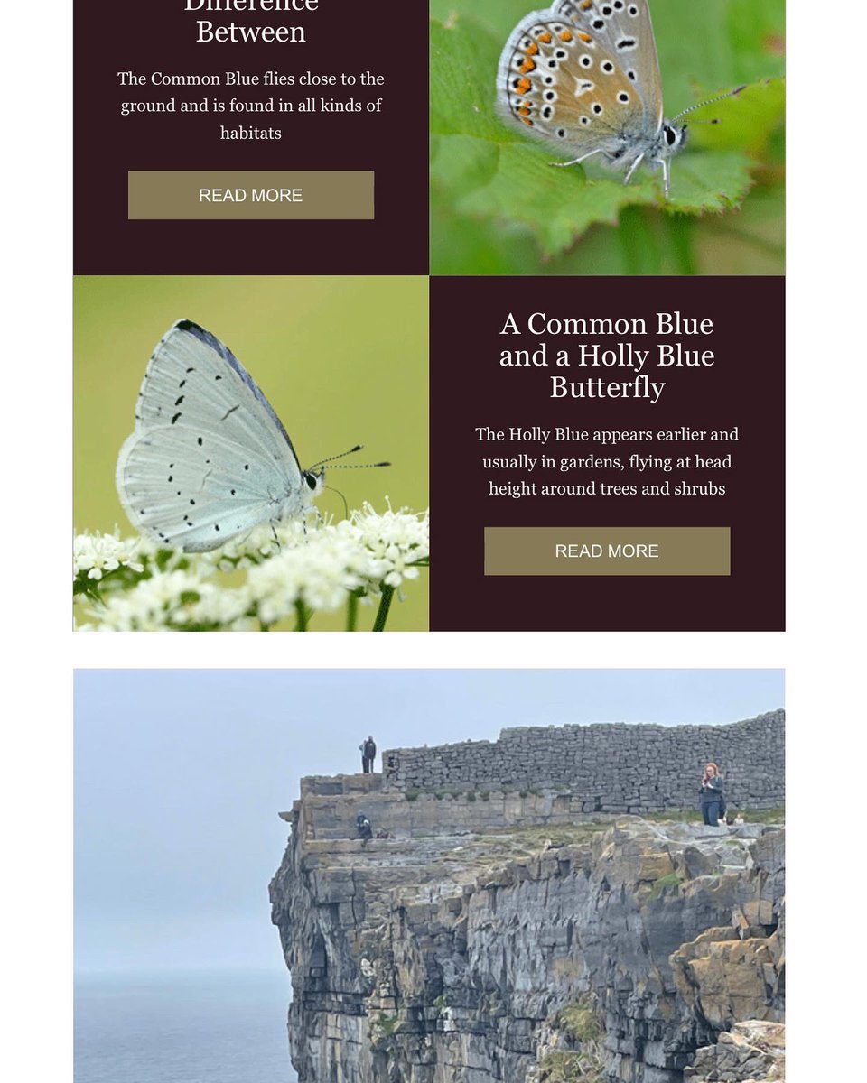 EnglishOutdoors's tweet photo. August Nature Notes is out https://t.co/FtfRRQ7HNR Travels in Ireland…, @WildlifeTrusts @savebutterflies @LeifBersweden @NewDad https://t.co/fXDa0jihGx