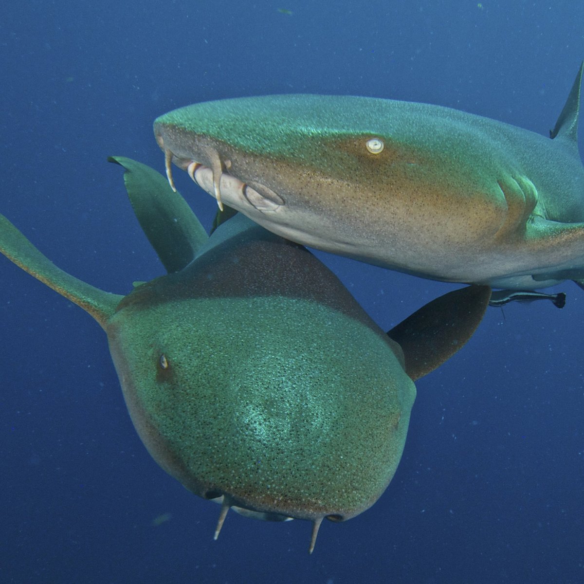 SharkiesOTD's tweet photo. ♡ Nurse Shark https://t.co/1ZpYdNXTpZ