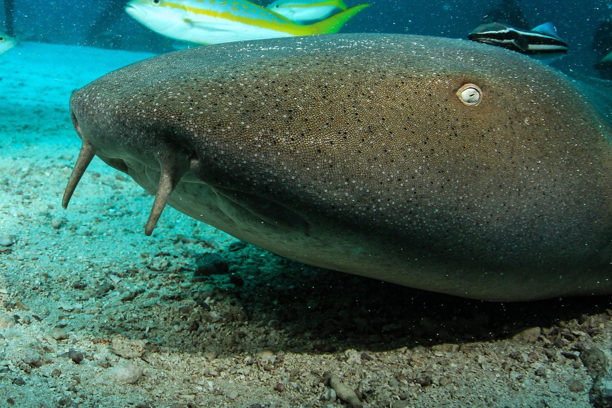 SharkiesOTD's tweet photo. ♡ Nurse Shark https://t.co/1ZpYdNXTpZ