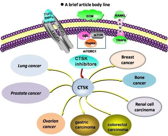 Dr_Ivanoncologo's tweet photo. This article reviewed the current understanding of the potential roles of #CTSK in various #cancer types and discussed its potential as a #biomarker and/or novel molecular target for various cancer types.
@MolMedLabuO @Onco_IdISSC @DrMolinaCalzada
https://t.co/P37o8T6eUf https://t.co/7gA8xl6cGI