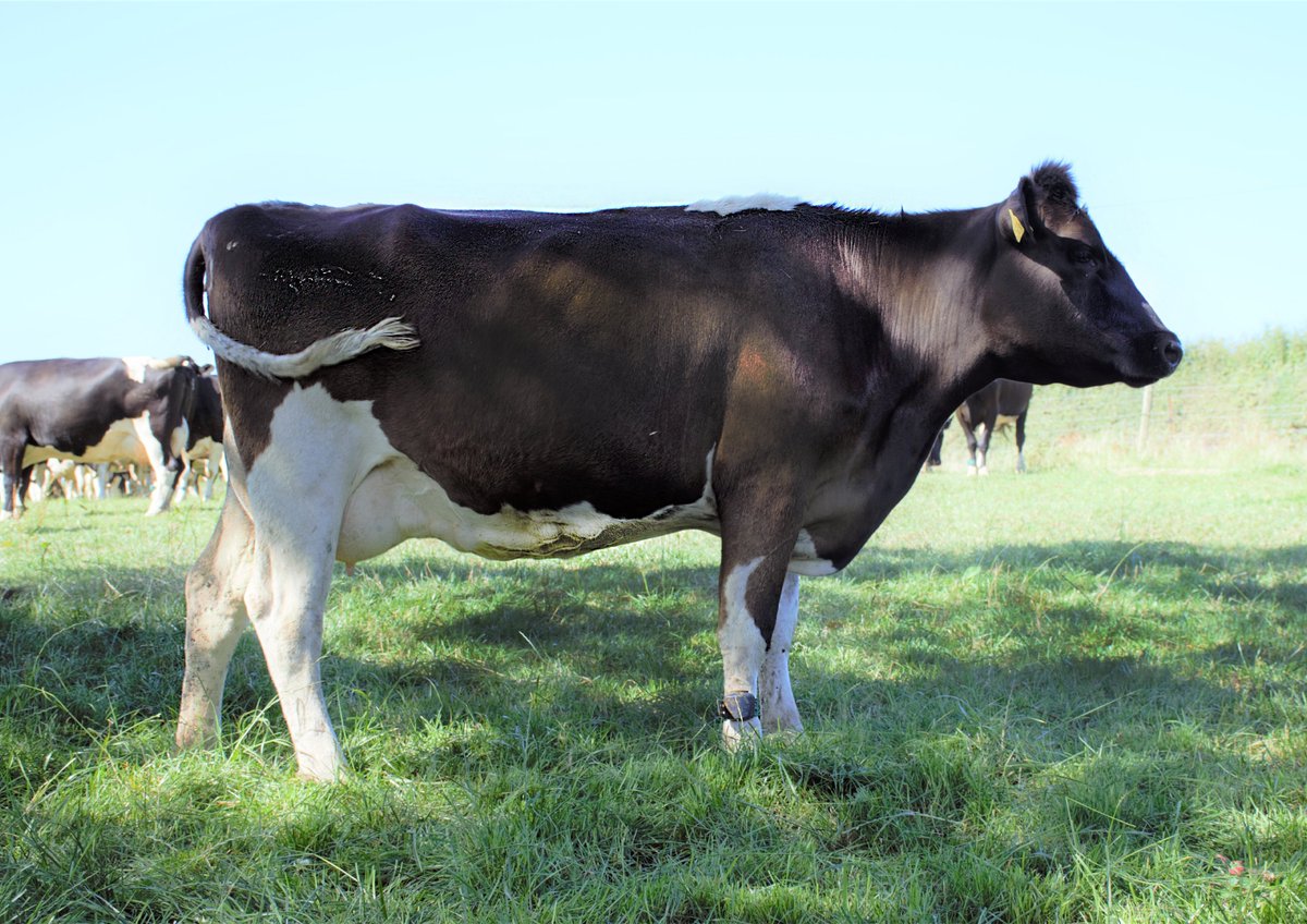 GenusABS's tweet photo. Goonhilly Samson has 207 daughters in 50 herds providing widespread Friesian proof. He is ideal to bring quality production traits with proven calving ease.
🧬£266 PLI
🥛 +331 Kg milk
🧀 +0.04% Protein & +0.01% Fat
🐄 +1.9 Calving Ease
#Profitfromgeneticprogress #grassland https://t.co/71i8uokSpx