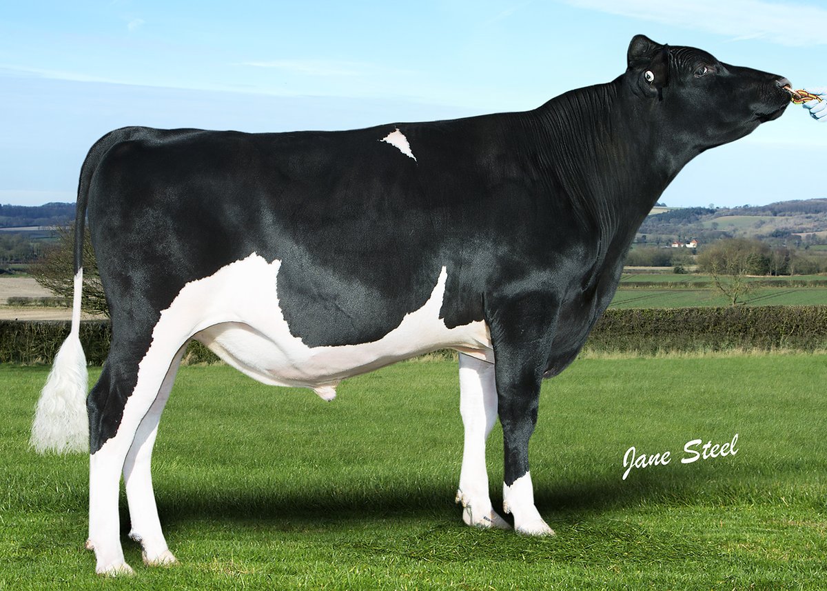GenusABS's tweet photo. Goonhilly Samson has 207 daughters in 50 herds providing widespread Friesian proof. He is ideal to bring quality production traits with proven calving ease.
🧬£266 PLI
🥛 +331 Kg milk
🧀 +0.04% Protein & +0.01% Fat
🐄 +1.9 Calving Ease
#Profitfromgeneticprogress #grassland https://t.co/71i8uokSpx