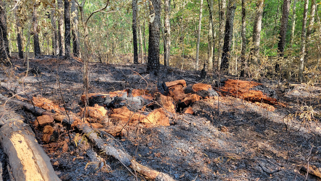RutgersNJAES's tweet photo. Forest Gumption – New Jersey Forests Survive Fires and Other Challenges -- Sal Mangiafico, Rutgers Cooperative Extension
https://t.co/gInLz5wdzx
#ForestGumption #NJForestFires
@RutgersU https://t.co/snFGSUbv8q