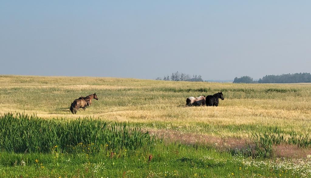 SW 14 49 17. SE of Ryley 4 miles
5 horses total
