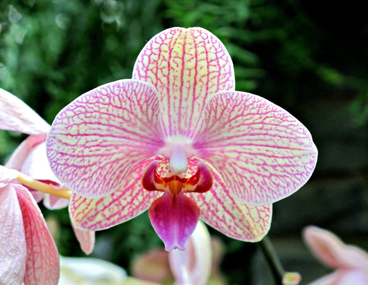 roykelley's tweet photo. Moth Orchid, Lewis Ginter Botanical Garden, Richmond, Virginia USA IMG 0939
Canon PowerShot G11 Camera
Photograph by Roy Kelley
Roy and Dolores Kelley Photographs
#Orchids #Flowers #Gardens #FlowerPhotography #LewisGinter #OrchidPhotography #MothOrchids https://t.co/6YYWPbPMnR