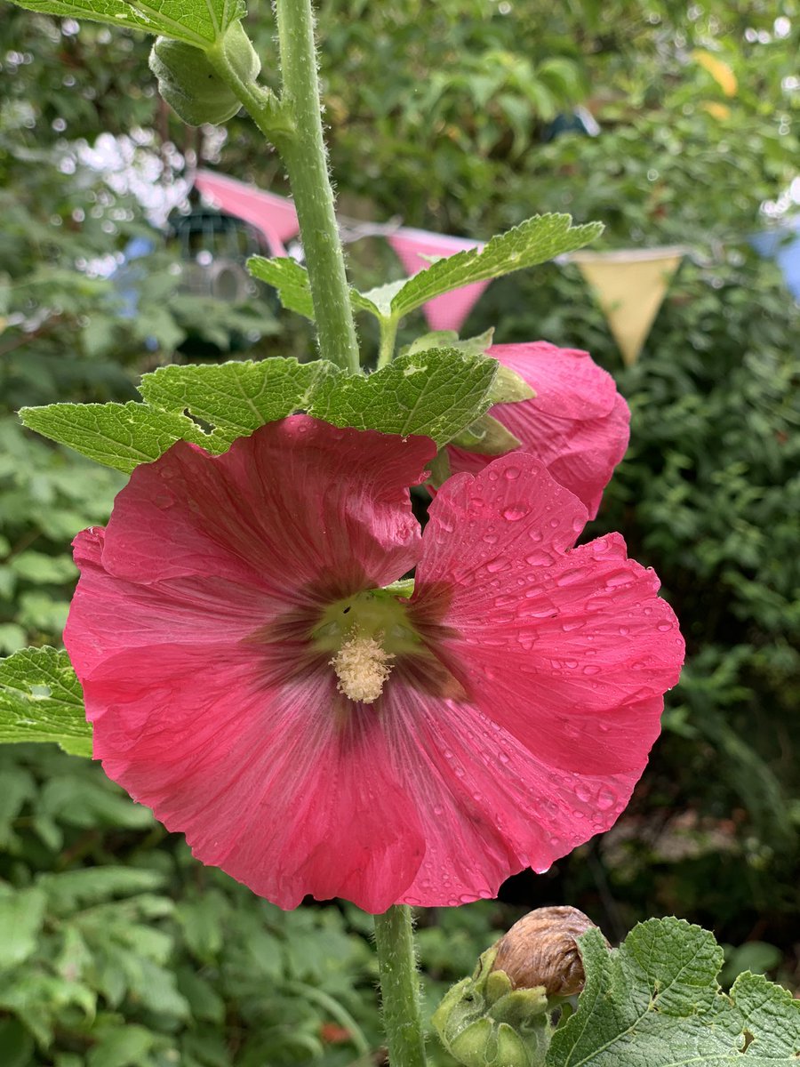 ExCottCreations's tweet photo. Think the cottage garden is definitely enjoying the liquid sunshine 💦☔️💧#rainyday #incornwall #cottagegarden #hollyhocks https://t.co/UyeWGSHBJx