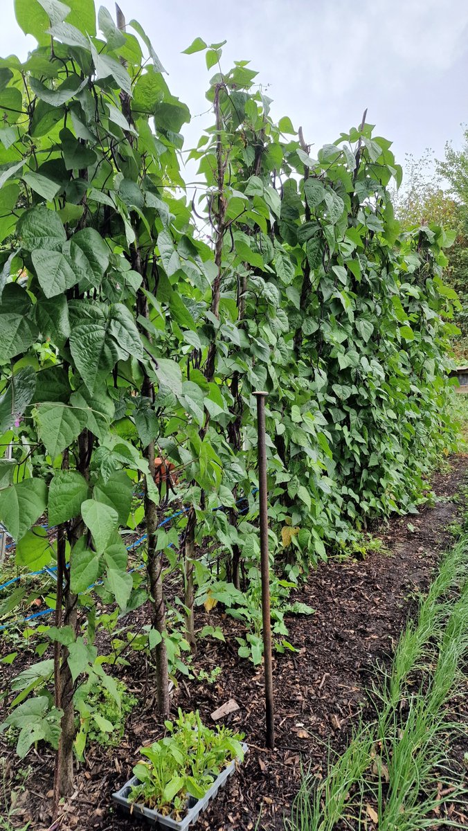 AtWaG's tweet photo. Climbing French Beans (Cosse Violette) Slovenian style on single large Hazel poles. Excellent weed control with ramial wood chip. In my garden in the New Forest #ramialwoodchip #hazel #coppiceproducts #rcw https://t.co/2YhBlbdIBU