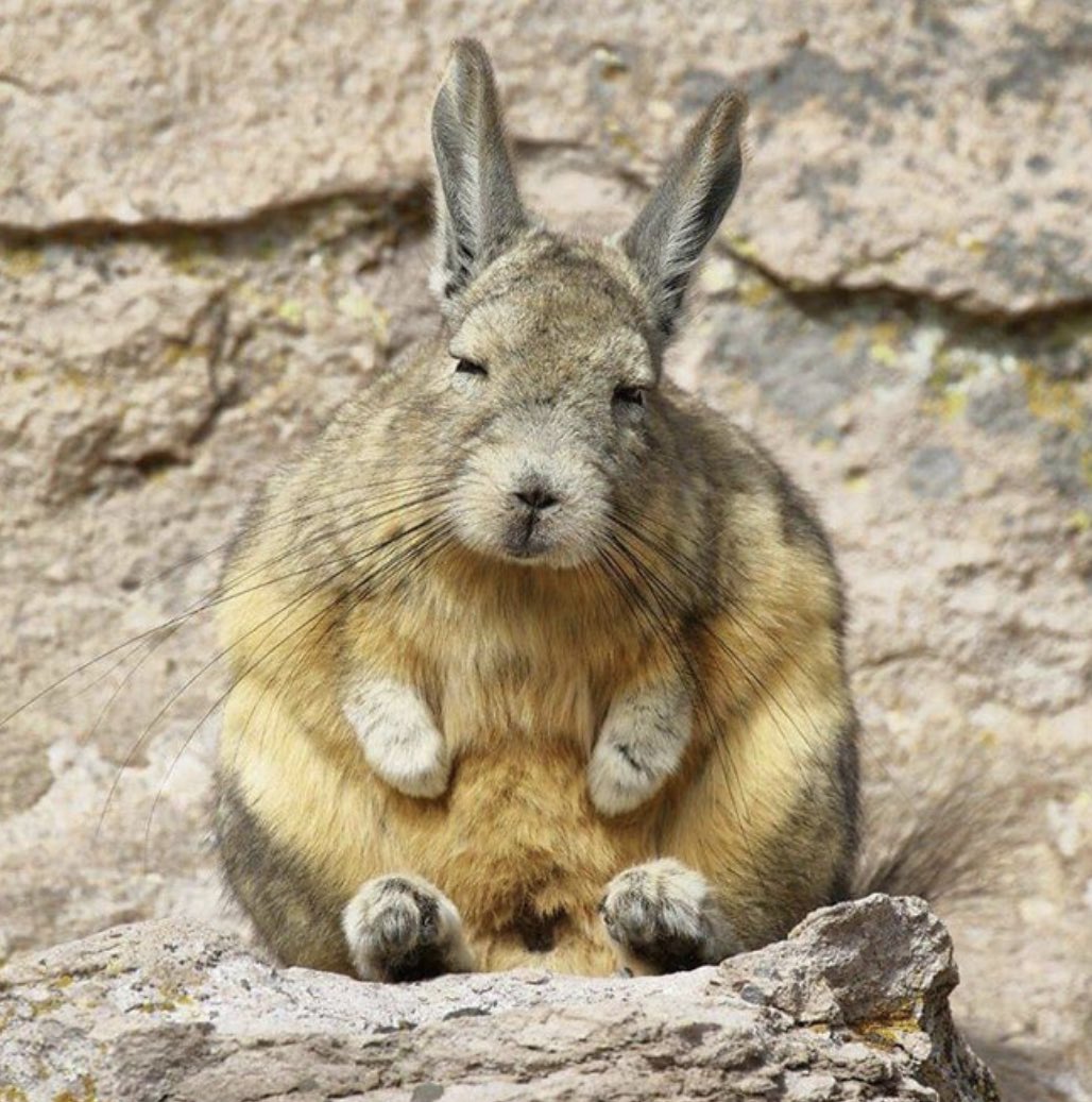 todayyearsold's tweet image. Everyone should know that this animal exists. It's a viscacha. I feel you buddy.