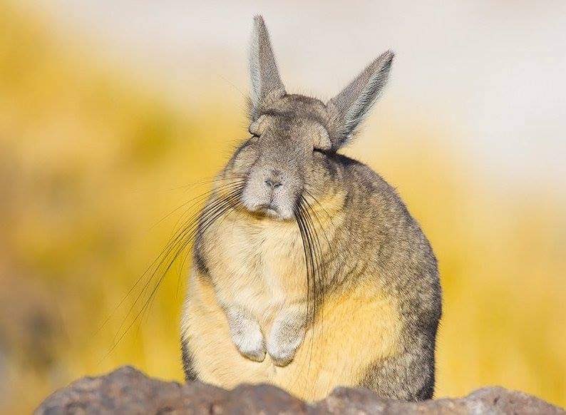todayyearsold's tweet image. Everyone should know that this animal exists. It's a viscacha. I feel you buddy.