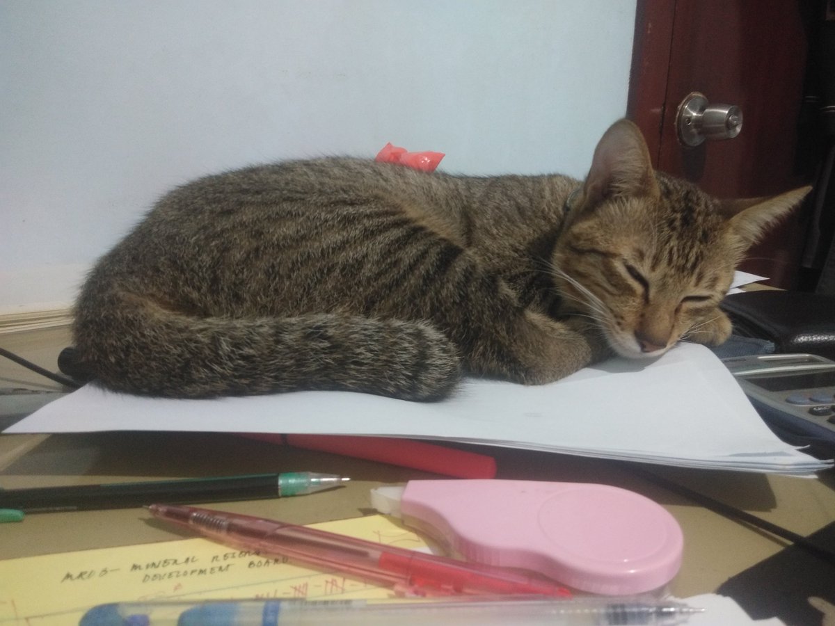 NathanielChagas's tweet photo. DDAY in 2days. Good luck charm 🐈 give me power https://t.co/0hd4jYt0EB