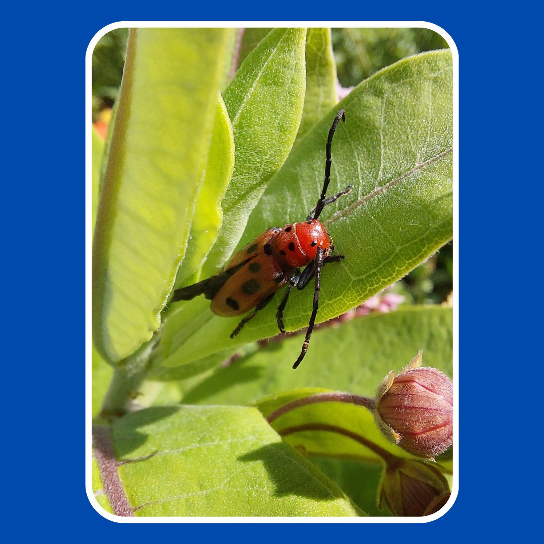 Friends of the Rouge tweet media