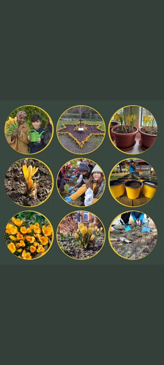 I would highly recommend all schools to sign up to Holocaust Education Ireland's Crocus Project for 2022/2023. The yellow crocuses represent the Star of David that Jewish people were forced to wear in Nazi occupied lands during WW2. By planting the bulbs over the next month or