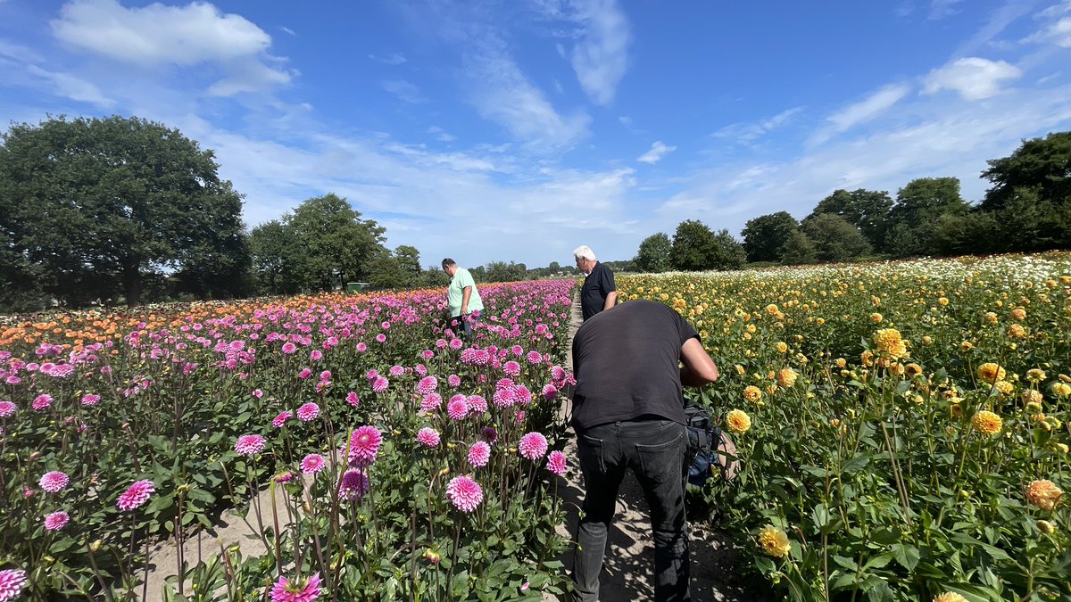 MargrietBenak's tweet image. Even de dag wat opfleuren met cameraman @Jansliep met een duik tussen de dahliavelden voor @corsoeelde; Ze staan er fleurig bij in de zon, wel wat kopzorgen over de aanhoudende droogte; geen regen, dus kleinere bloem en dat betekent minder leveren aan andere corso’s; @RTVDrenthe