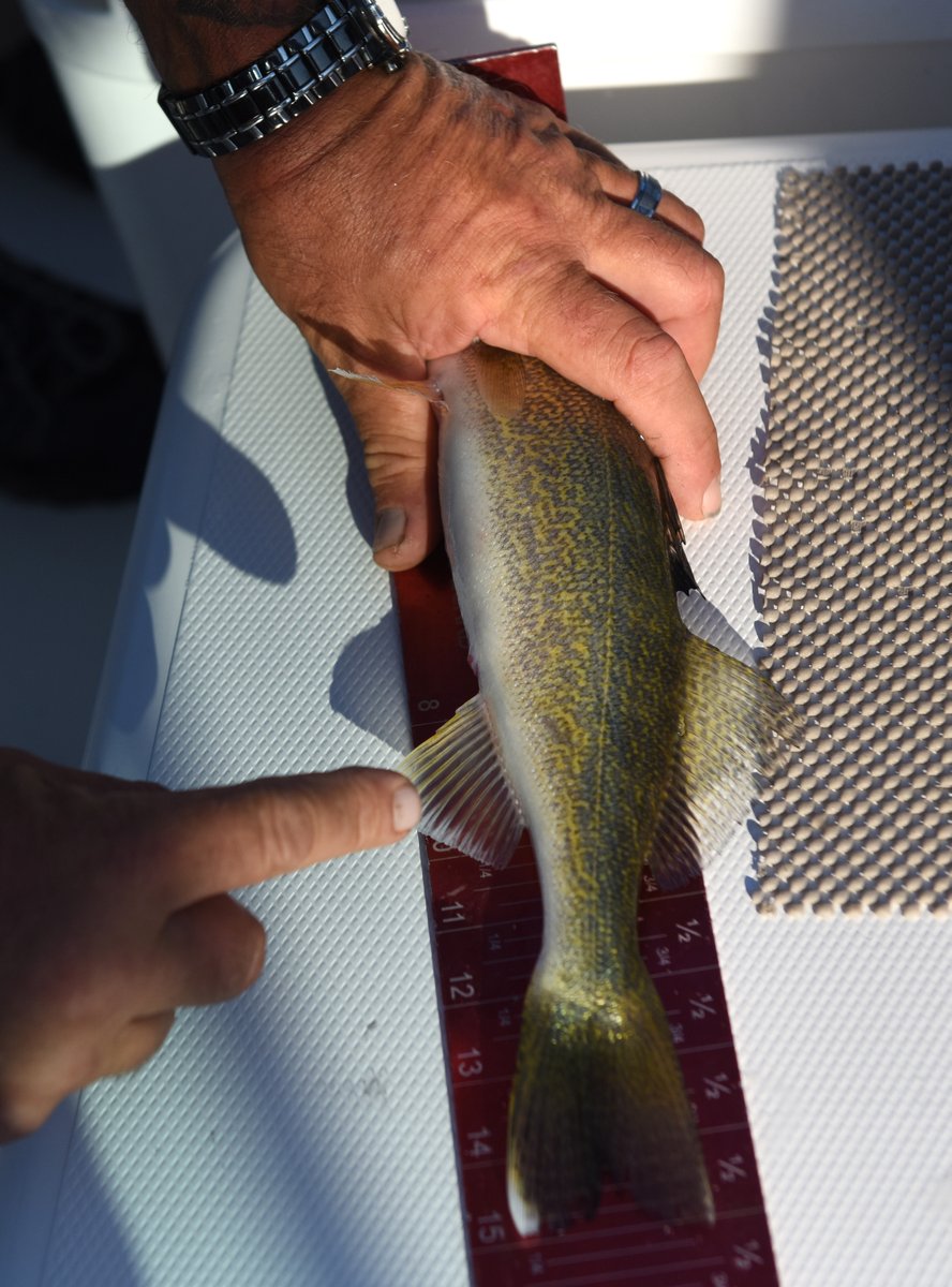 Erin Caldwell on Twitter "Lake Erie was put in the spotlight last week