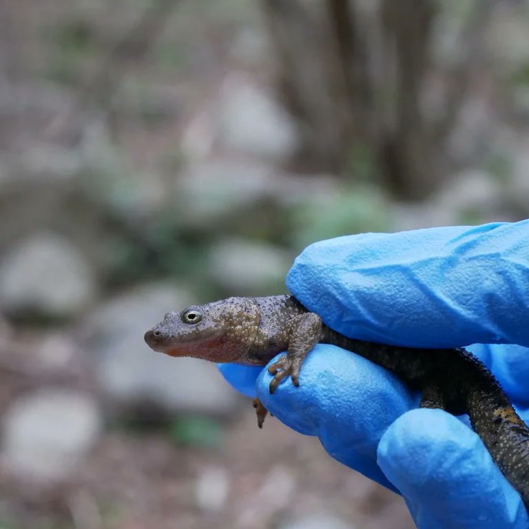 pnaltpirineu's tweet photo. Els amfibis 🐸🦎 són el grup d’animals més amenaçats del món per la quitridiomicosi, una malaltia causada per fongs. Aquesta ha estat directament relacionada amb el declivi de 501 espècies i l’extinció de 90, representant la pèrdua de biodiversitat més gran de la història.
Fil👇🏼 https://t.co/ZTkpx1LsKT