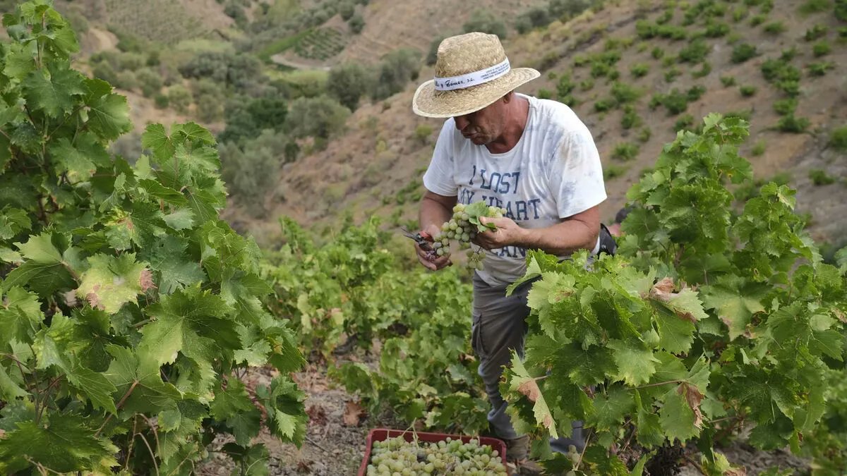 SaboraMalaga's tweet image. La Vendimia heroica de la Axarquía. Las viñas se encuentran parcelas de mucha pendiente que hacen muy compleja la recogida de la uva 🍇 malagahoy.es/provincia/Vend…