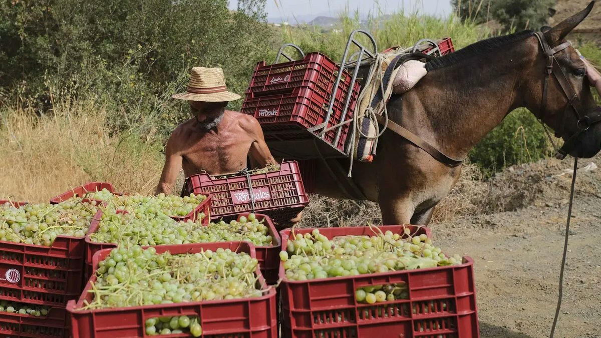 SaboraMalaga's tweet image. La Vendimia heroica de la Axarquía. Las viñas se encuentran parcelas de mucha pendiente que hacen muy compleja la recogida de la uva 🍇 malagahoy.es/provincia/Vend…