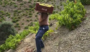 SaboraMalaga's tweet image. La Vendimia heroica de la Axarquía. Las viñas se encuentran parcelas de mucha pendiente que hacen muy compleja la recogida de la uva 🍇 malagahoy.es/provincia/Vend…