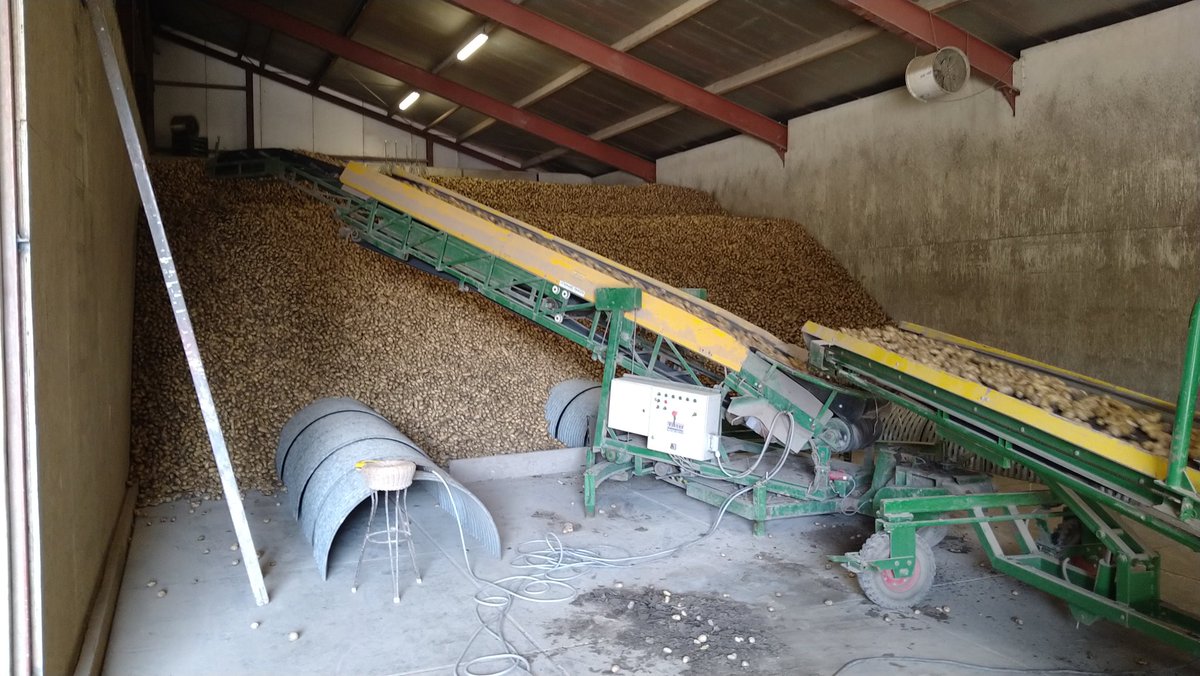 Vandaag een begin gemaakt met de aardappel oogst. De spunta's komen prachtig mooi binnen.