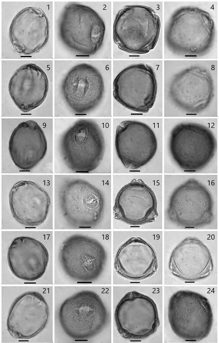AsiaPaleofloras's tweet photo. Comparative palynomorphological study of the genus Symphoricarpos (#Caprifoliaceae): #exine sculpture and implications for #evolution
https://t.co/jjp8RZv7Uc https://t.co/LKz0zDTFE8