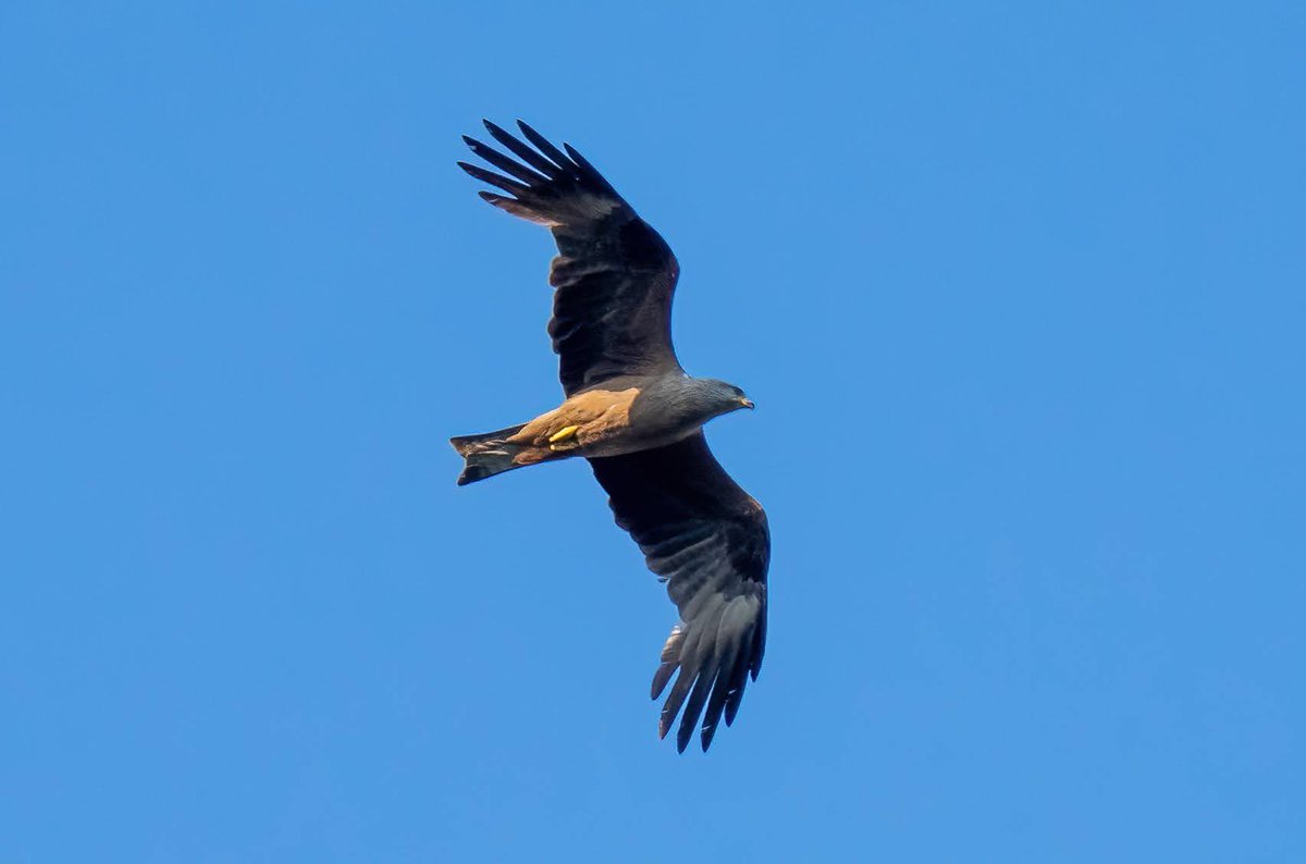 PeterTibben's tweet photo. Can anyone shed its light on this strange looking #redkite? Photographed in #Cantal #France. #rodewouw #roofvogels #raptors #birds #vogels #birdwatching #birdphotography https://t.co/gBwrYowQUm