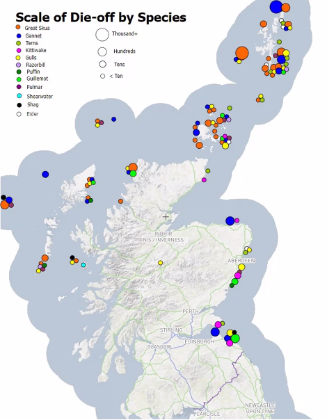 #AvianInfluenza in #seabird at #CorkSeabirds 
<a href="/EmmaPhilip20/">Emma Philip</a> showcased the impressing monitoring effort led by <a href="/nature_scot/">Former NatureScot account</a>, and shared insights on the decision-making process implemented in real time to protect birds and people, while keeping learning for the future.