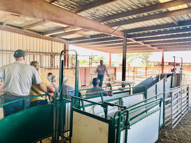 txresearch's tweet photo. Producers from across the globe converged in San Angelo for our 2022 Sheep and Goat Field Day and the Sheep and Goat Expo — Showcasing the latest #AgriLifeResearch studies and a comprehensive offering of services that support🐐🐏 producers. https://t.co/UVhCtiDwLD