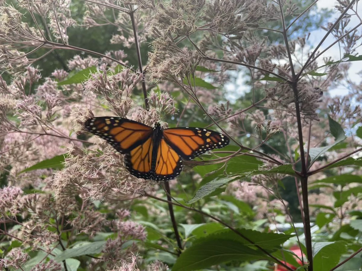 sylehman's tweet image. Spotted this beautiful monarch on a patch of Joe Pye Weed walking across campus today. Thanks for the native pollinator plants @COWgrounds ! Lovely day @WoosterEdu