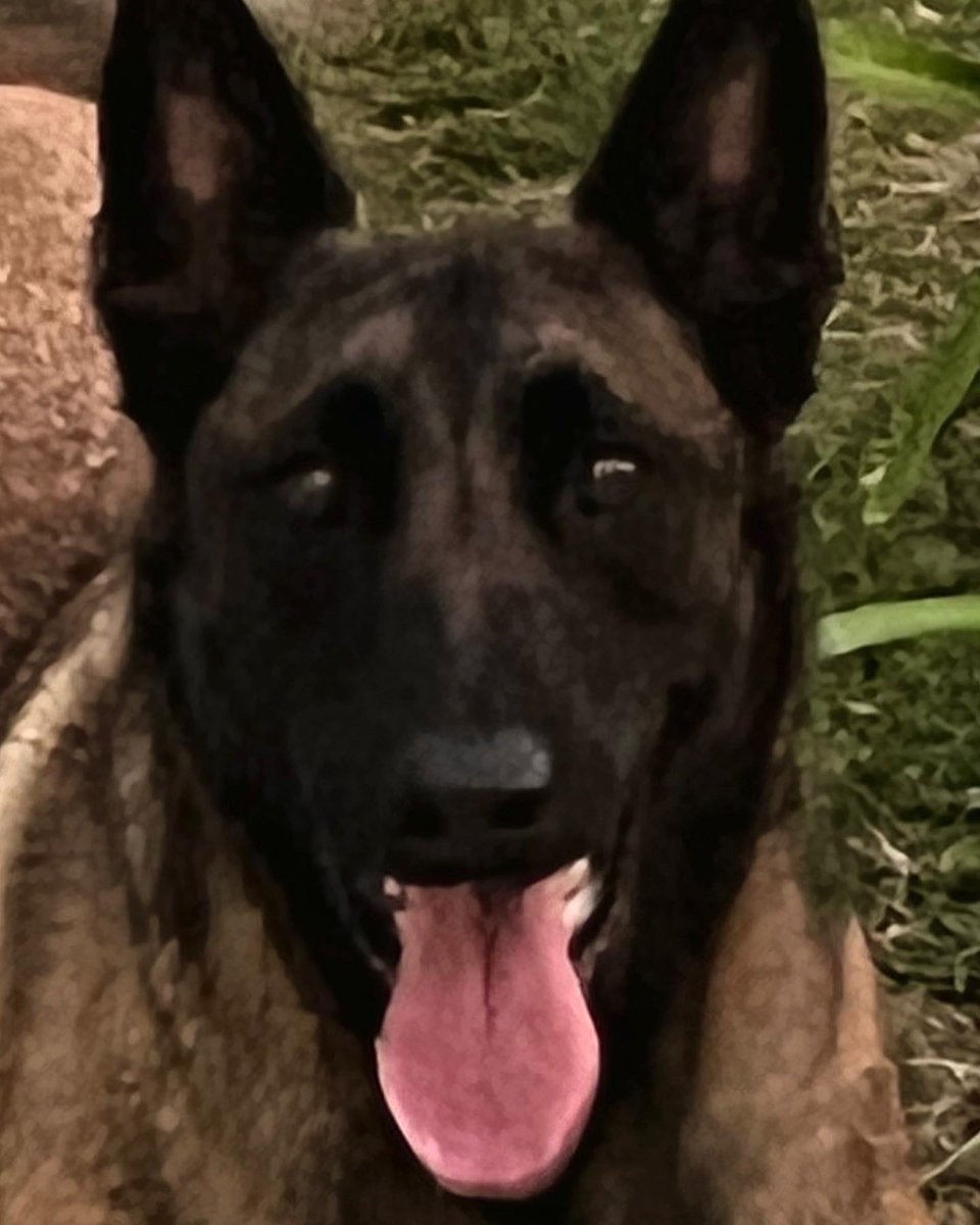 rochinche's tweet photo. Amor #malinois #amor #pet 💖💖💖 https://t.co/UaGfGLxwi5
