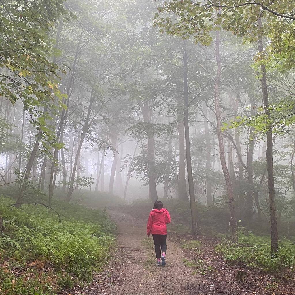 visualmerc's tweet image. August 22, 2022 at 10:33AM #intothewoods #lickhollowstatepark #fog #nofilter instagr.am/p/ChkLYYiu0Uf/