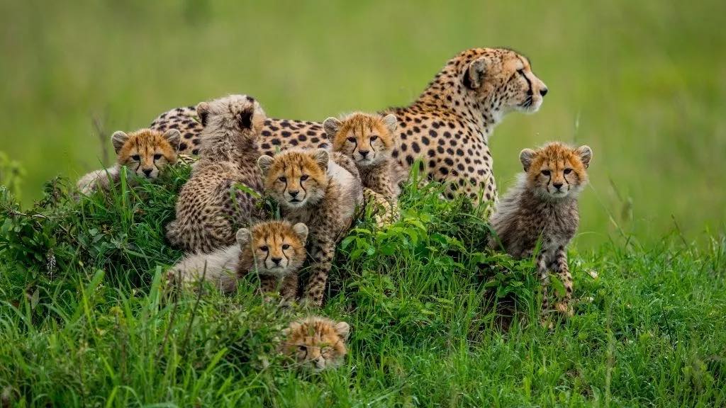 BeshAdventures's tweet photo. a family of cheetahs ,is the bush your idea of a holiday,visit https://t.co/k7PEoS3CaO to book your safari.

#magicalkenya #railaodinga https://t.co/aIQBsNS38v
