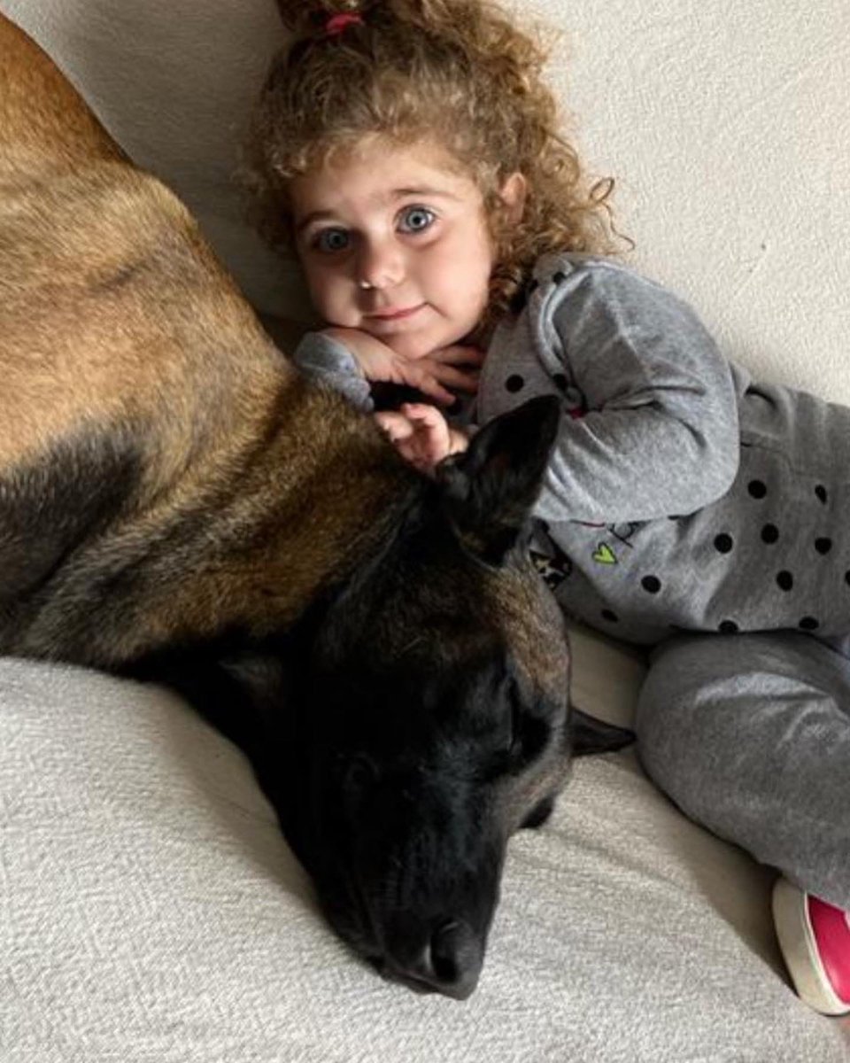rochinche's tweet photo. Amor #malinois #amor #pet 💖💖💖 https://t.co/UaGfGLxwi5