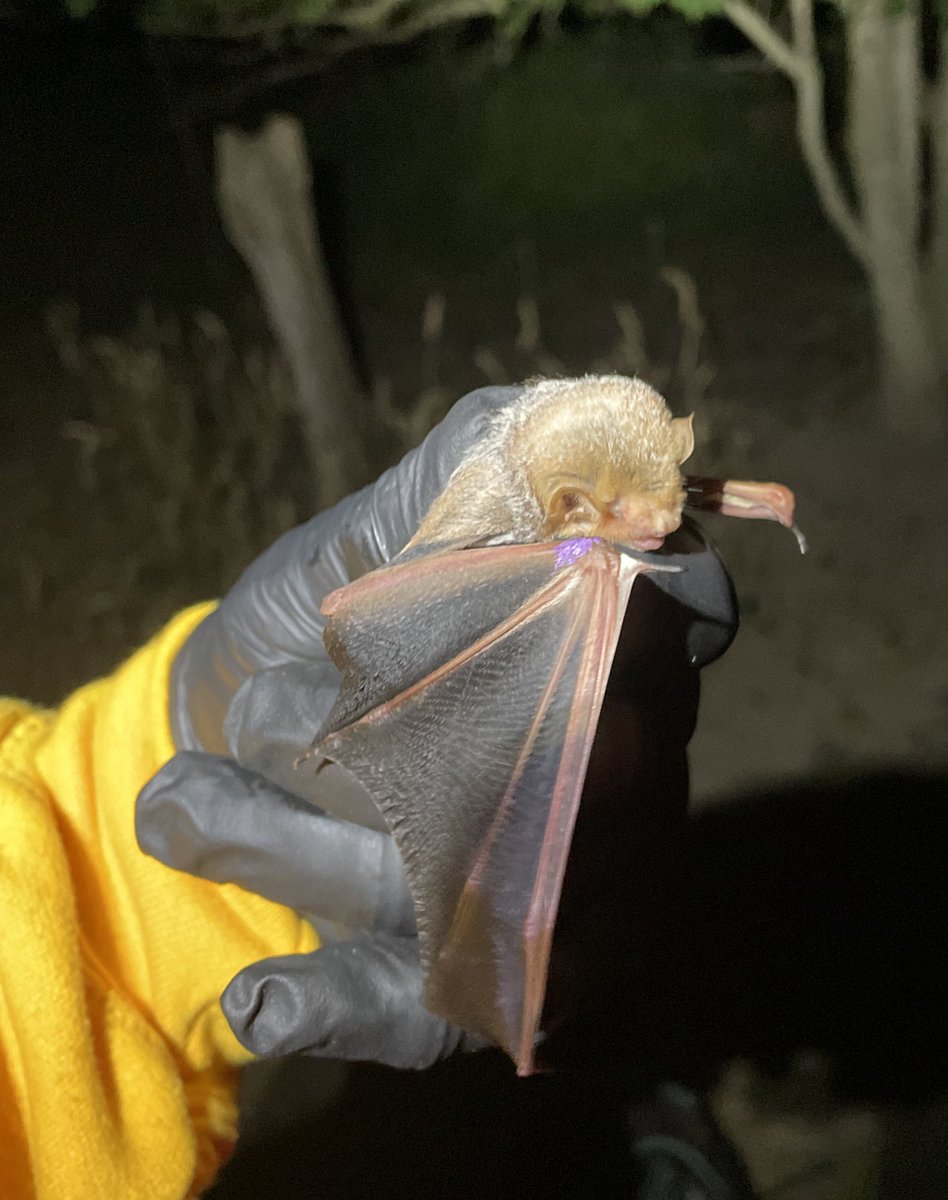 First #OhioBatBlitz this weekend was a big success! Plenty of #BigBrownBats, #EasternRedBats, three #IndianaBats tracked to a roost with 135 of them, a #TriColoredBat, a #LittleBrownBat, and a surprise catch of a #SeminoleBat! @OhioBatWorkingGroup @MetroParksTweet