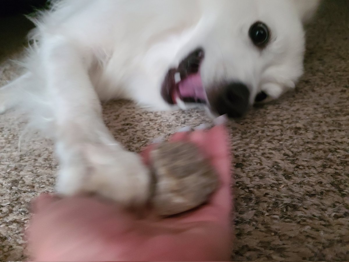 Acutealypse's tweet photo. Just got back from the puppers morning adventure and he found a nice little chunk of crystal in the grass! If it happens a few more times maybe I have a crystal finding pup!
#Crystals #CrystalHealing #CrystalMagick #Dog #puppy #GiantFurToddler #GermanSpitz https://t.co/KZamYgRIiB