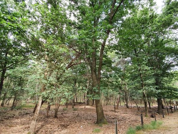 Goed nieuws vanuit Brussel! De eikenbossen op de Veluwe verkeren in een uitstekende staat van instandhouding. Dit blijkt uit de EU-gebiedsrapportage. Lidstaten zijn verplicht de staat van instandhouding van afzonderlijke N2000-gebieden periodiek te melden aan de EU. 1/3